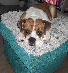Ebro Iberis aka EDDIE